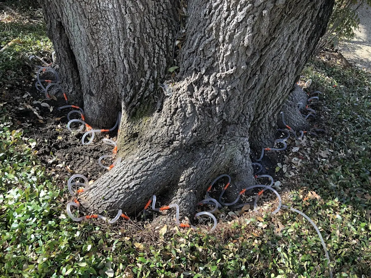 Detailed Tree Cabling and Bracing job site in Perryopolis